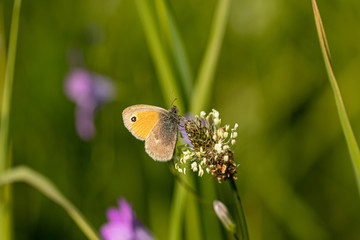 Obraz premium Nature