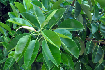 Fototapeta na wymiar Rubber fig's big smooth green leaf ficus benjamina