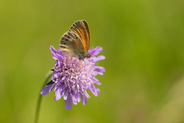 Nature