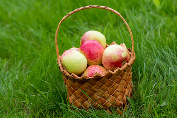 Harvesting in the fall. Basket with apples on a green background