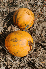 harvest yellow pumpkin agricultural field season autumn
