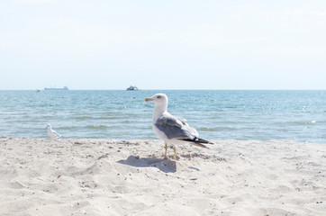 A large seagull walks on the seashore.