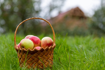 Harvesting in the fall. Basket with apples on a green background