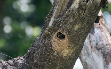 Fototapeta premium Common Myanh in nest