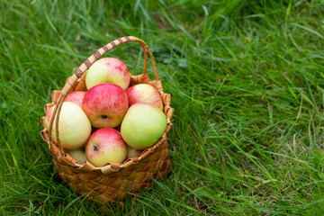 Harvesting in the fall. Basket with apples on a green background