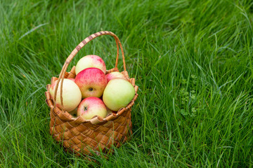 Harvesting in the fall. Basket with apples on a green background