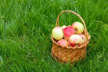 Harvesting in the fall. Basket with apples on a green background