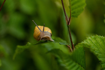 Nature