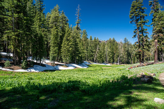 Mule ears and unmelted snow in a beautiful mountain meadow in the Tahoe area
