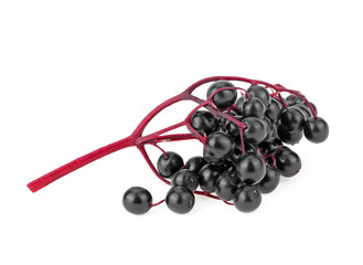 Elderberries with twig isolated on white background. Black elderberry fresh fruit.