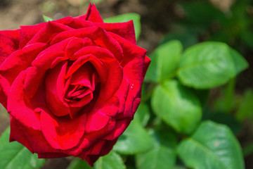 Beautiful blooming red rose in the garden. Bright daylight. Beautiful bokeh. Closeup of rose. Space for text. Soft selective focus.