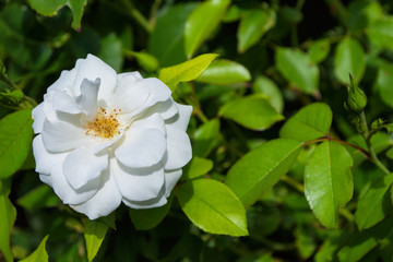 Beautiful blooming white rose in the garden. Bright daylight. Beautiful bokeh. Closeup of rose. Space for text. Soft selective focus.