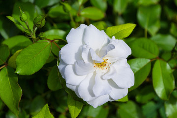 Beautiful blooming white rose in the garden. Bright daylight. Closeup of rose. Soft selective focus.