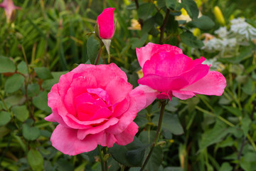 Beautiful blooming pink roses in the garden. Bright daylight. Closeup of roses. Soft selective focus.