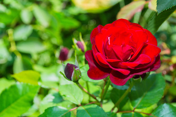 Beautiful blooming red rose in the garden. Bright daylight. Beautiful bokeh. Closeup of rose. Space for text. Soft selective focus.