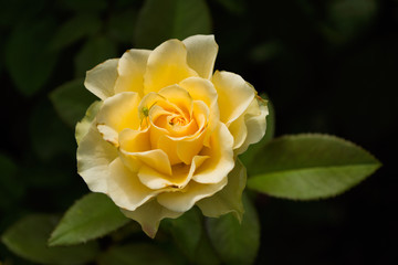Beautiful blooming yellow rose in the garden. Bright daylight. Closeup of rose. Soft selective focus.