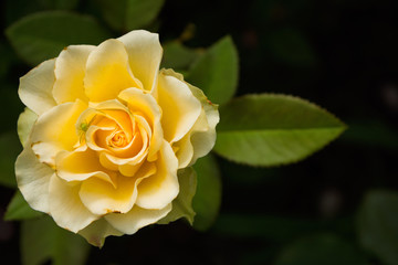 Beautiful blooming yellow rose in the garden. Bright daylight. Beautiful bokeh. Closeup of rose. Space for text. Soft selective focus.
