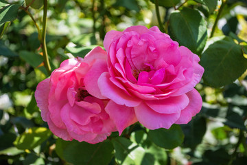 Beautiful blooming pink roses in the garden. Bright daylight. Closeup of roses. Soft selective focus.