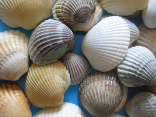 Close up of sea shells background