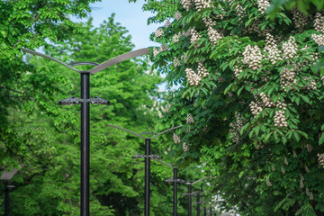 Fototapeta premium Lanterns on a chestnut alley in the city
