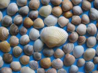 Close up of sea shells on blue background placed in circle