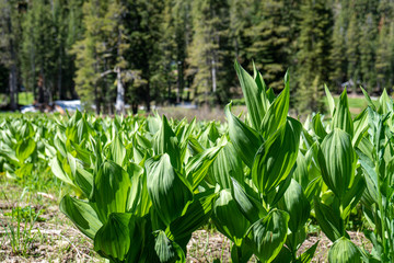 Fototapeta premium Mule Ears bloom in the Tahoe backcountry in early summer