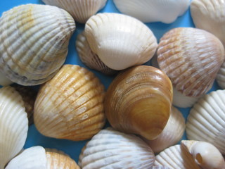 Close up of sea shells on blue background