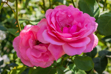 Beautiful blooming pink roses in the garden. Bright daylight. Closeup of roses. Soft selective focus.