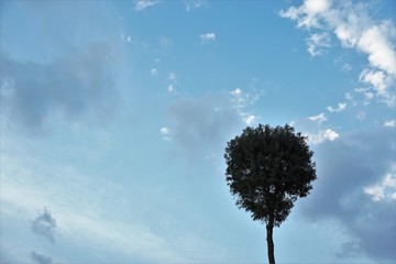 Silhouette of a single tree against blue sky.