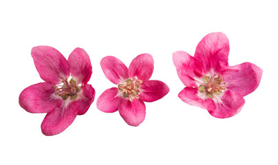 red apple tree flower isolated