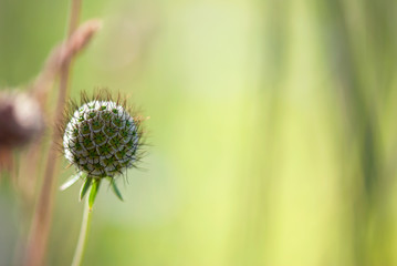 Pincushion Flower Seedhead