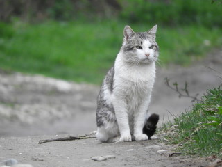 Naklejka na ściany i meble Cute white with gray cat standing in the middle of the road, portrait shot