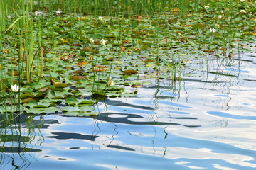 Seerosenteich im Herbst