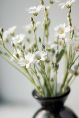 Naklejka na ściany i meble White Flowers In Vase Closeup