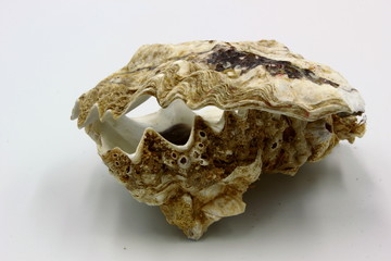 Oyster