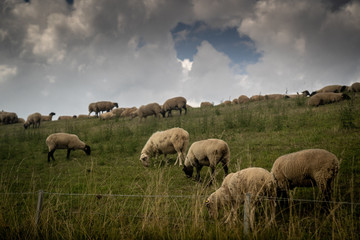 Schafe auf Wiese hinter Zaun