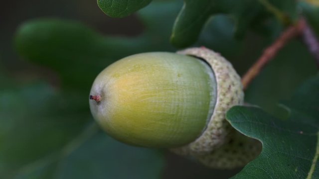 Ripening acorns oak on slight breeze - (4K)