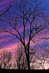 Obraz na płótnie Canvas Tree silhouette at sunset