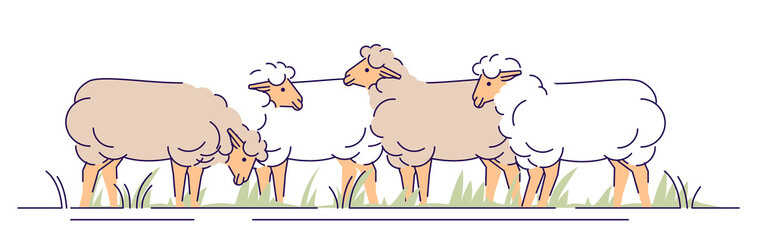 Flock of sheeps on pasture flat vector illustration. Livestock farming, animal husbandry cartoon concept with outline. Ewes grazing. Sheep wool and lamb meat production isolated design element
