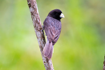 Dubois s Seedeater photographed in Domingos Martins, Espirito Santo. Southeast of Brazil. Atlantic Forest Biome. Picture made in 2013.