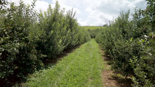 Slow motion, apple orchard tour of trees on a bright sunny day, scenic 4k shot.
