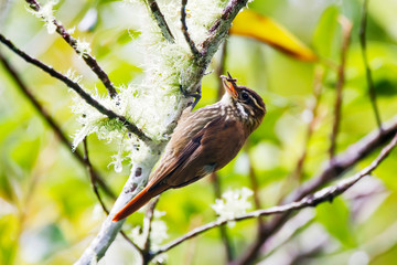 Streaked Xenops photographed in Domingos Martins, Espirito Santo. Southeast of Brazil. Atlantic Forest Biome. Picture made in 2013.