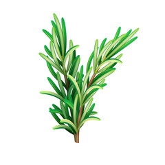 Realistic fresh rosemary herb. Isolated vector element for advertising placard or banner. Vector illustration on white isolated background