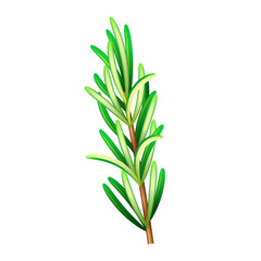 Realistic fresh rosemary herb. Isolated vector element for advertising placard or banner. Vector illustration on white isolated background