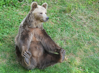 Brown bear. Bear at the zoo