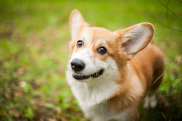 Corgi dog smile and happy in summer sunny day