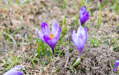 saffron blooming in early spring in the meadow