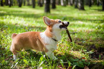 Corgi dog smile and happy in summer sunny day