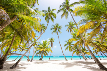 Tall coconut palms on the Caribbean with turquoise water. Clear blue sky and no one around. The best beaches in the world. Dominican Republic