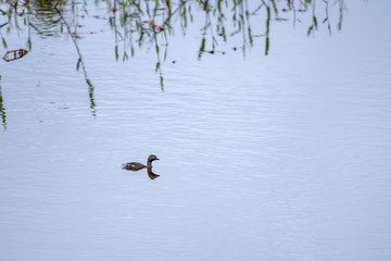 Least Grebe photographed in Conceicao da Barra, Espirito Santo. Southeast of Brazil. Atlantic Forest Biome. Picture made in 2013.